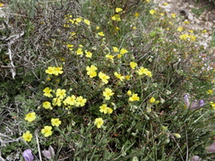 Helianthemum oelandicum