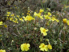 Helianthemum oelandicum