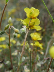 Helianthemum oelandicum