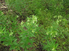 Lithospermum subsetosum