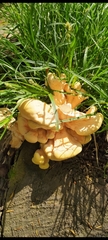 Laetiporus sulphureus
