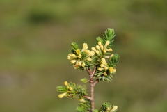 Thymelaea coridifolia