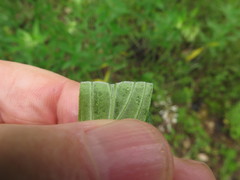 Lithospermum subsetosum