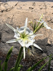 Hymenocallis coronaria