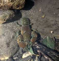 Euastacus hirsutus