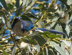 Aphelocoma insularis