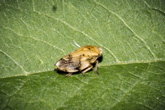 Lepyronia coleoptrata