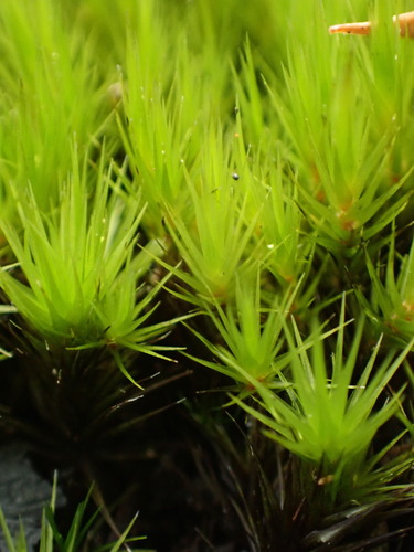 Campylopus clavatus