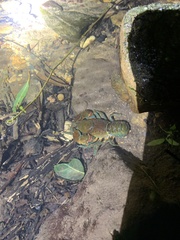 Euastacus hirsutus