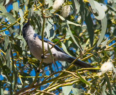 Aphelocoma insularis