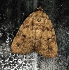 Tolpia conscitulana