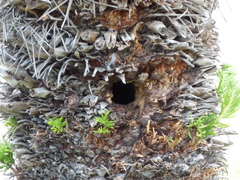 Melanerpes aurifrons