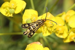 Chamaesphecia empiformis