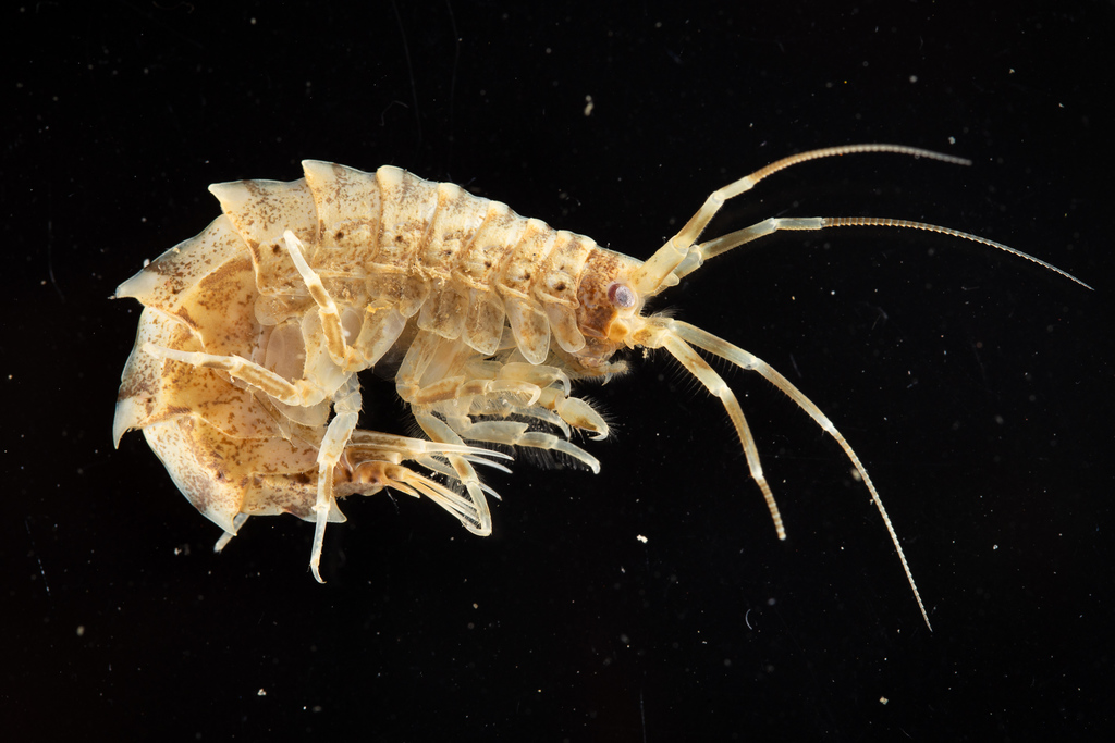 Dexaminoidea