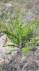 Ribes diacanthum