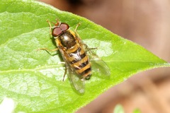 Epistrophe nitidicollis