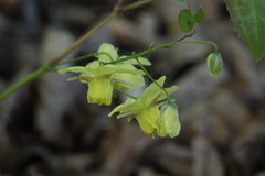 Epimedium × versicolor