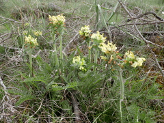 Pedicularis schizocalyx
