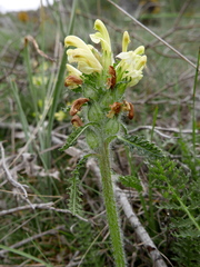 Pedicularis schizocalyx