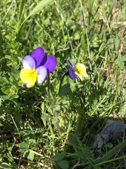 Viola tricolor