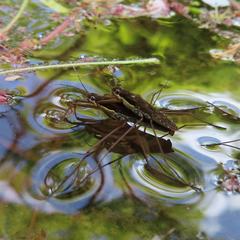 Gerris gracilicornis