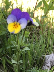 Viola tricolor