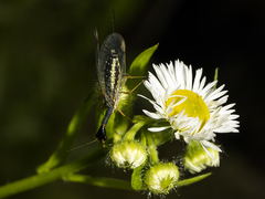 Dichrostigma flavipes