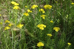 Haplophyllum patavinum