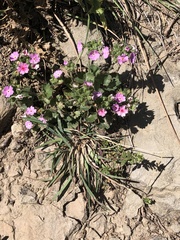 Androsace rotundifolia
