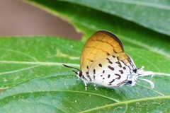 Drupadia ravindra