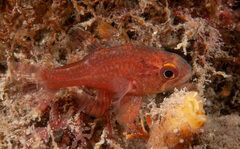Vincentia novaehollandiae