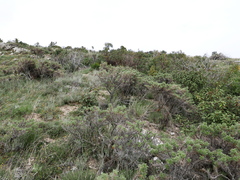 Astragalus granatensis