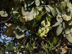 Derris trifoliata