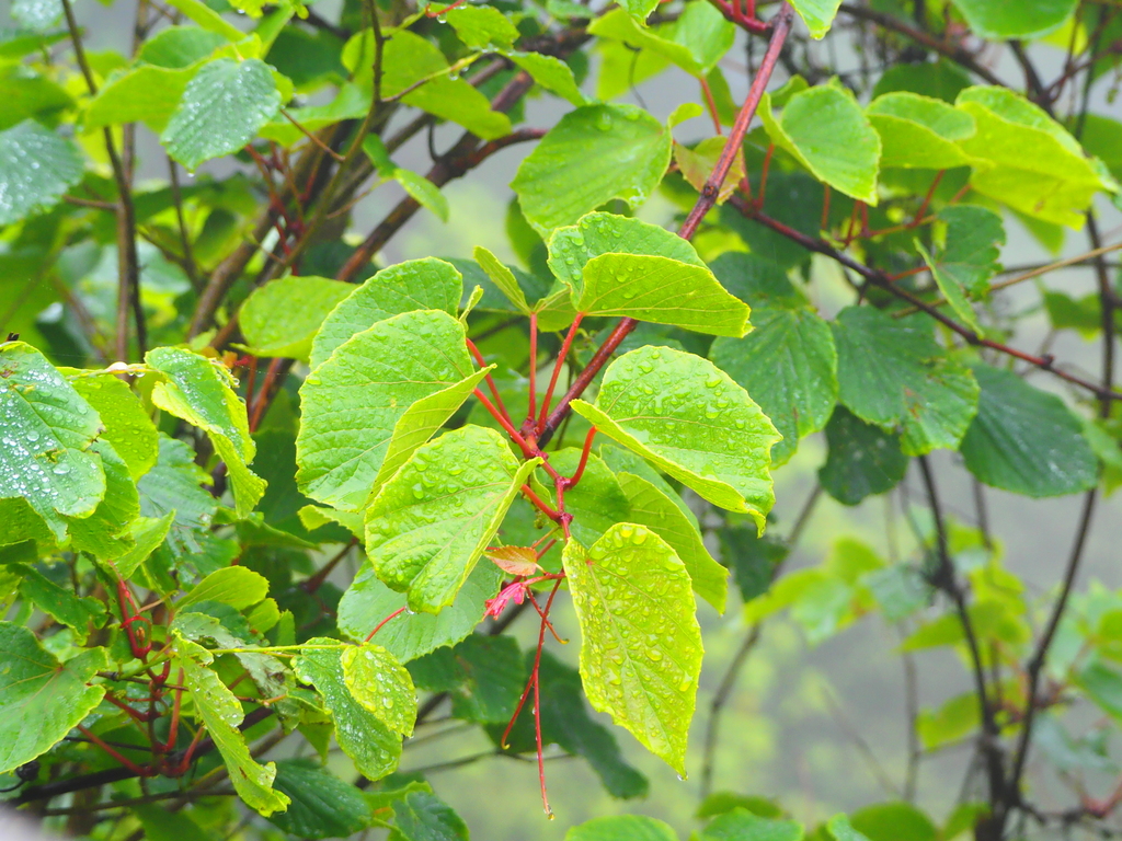 Vitis wilsoniae