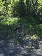 Corvus cornix