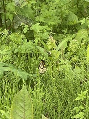 Parnassius glacialis