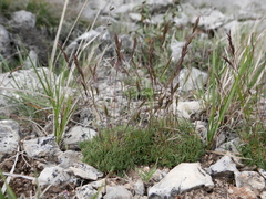 Festuca hystrix