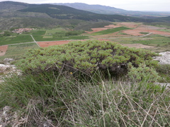 Astragalus granatensis