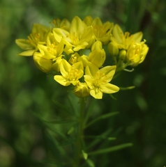 Haplophyllum patavinum