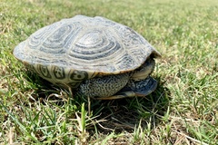 Malaclemys terrapin centrata