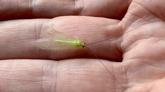 Ceraeochrysa lineaticornis