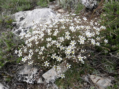 Arenaria grandiflora