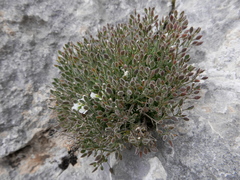 Draba dedeana