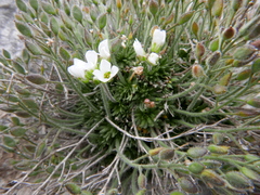 Draba dedeana