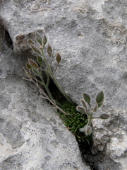 Draba dedeana