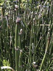 Equisetum hyemale