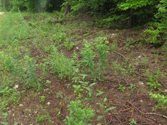 Borodinia canadensis