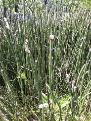 Equisetum hyemale