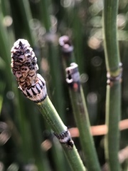 Equisetum hyemale