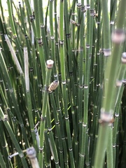 Equisetum hyemale